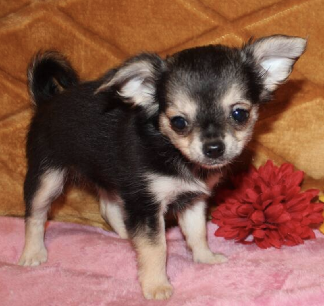 comprar cachorros sanos, baratos y asequibles para la venta